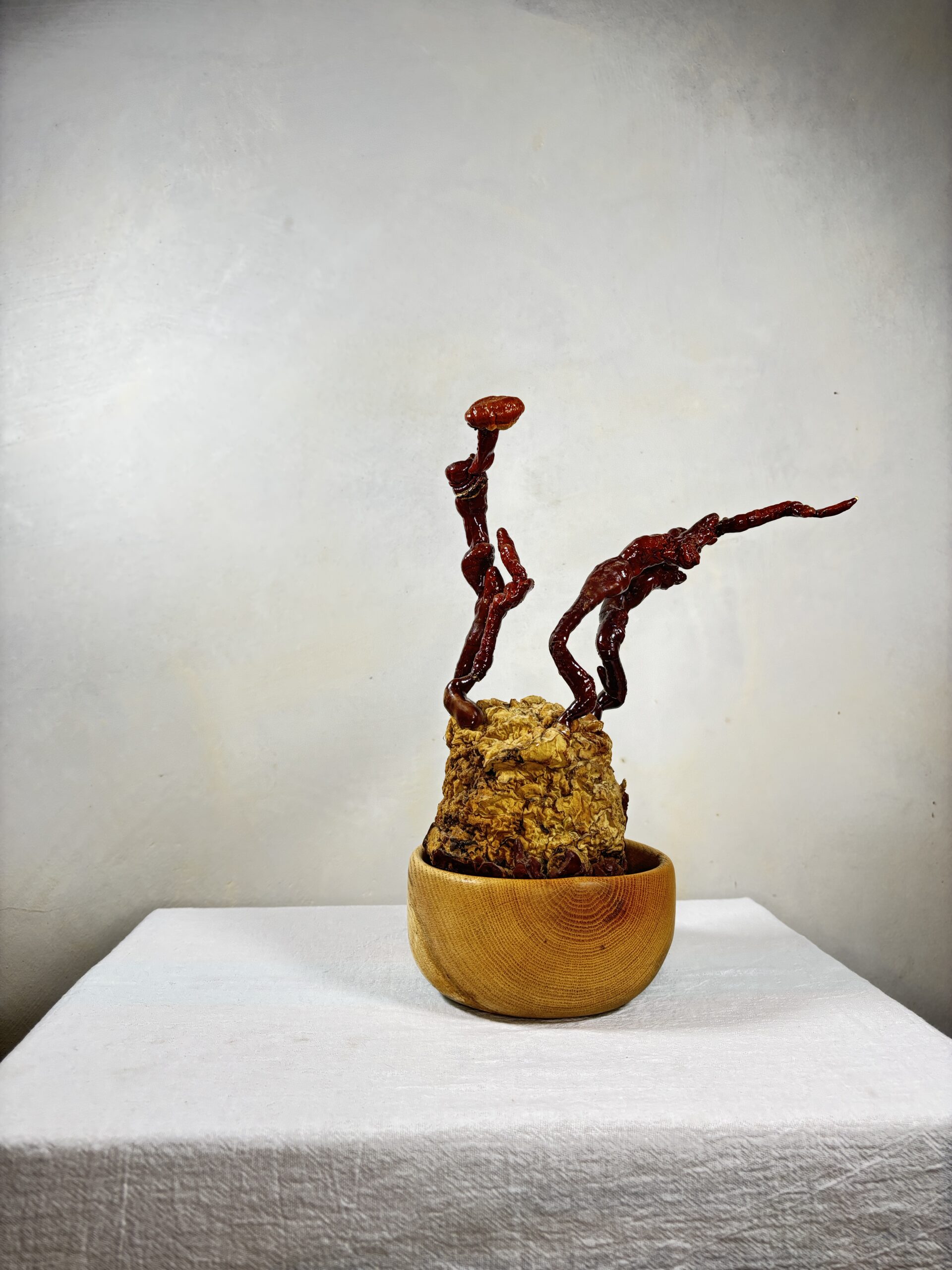 Reishi Bonsai Bowl #13