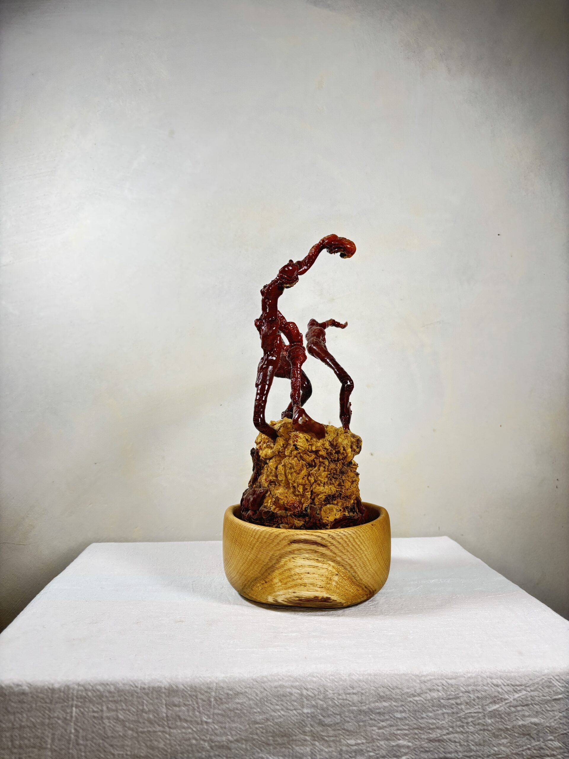 Reishi Bonsai Bowl #13