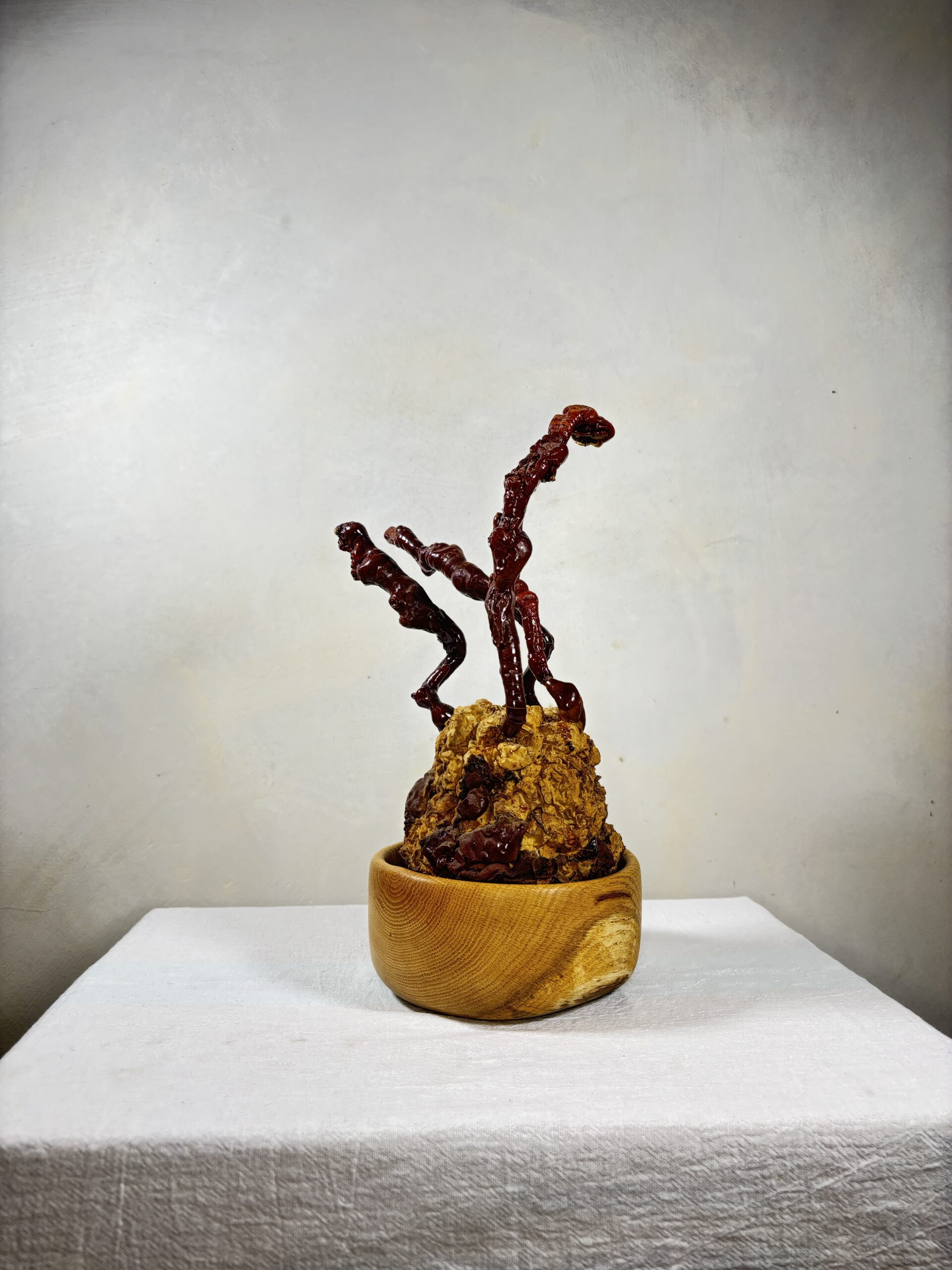 Reishi Bonsai Bowl #13