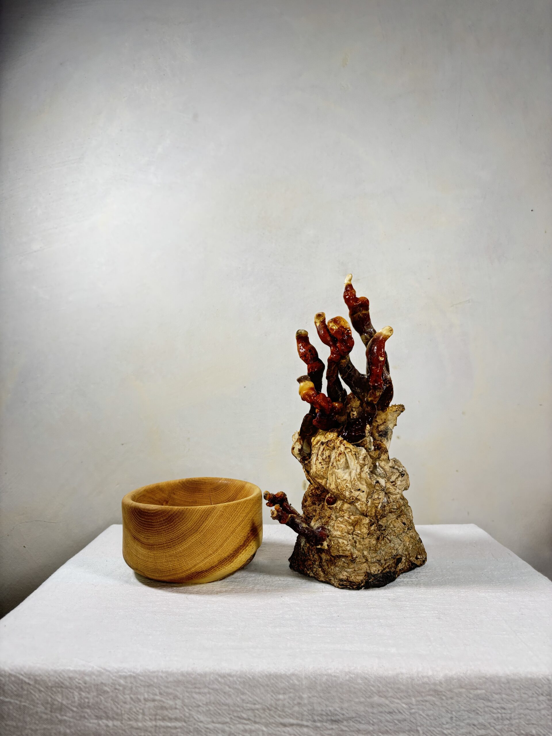 Reishi Bonsai Bowl #22