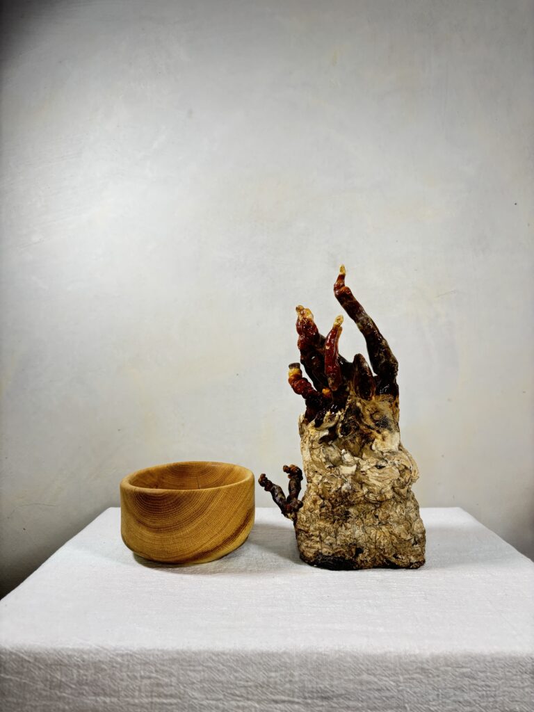 Reishi Bonsai Bowl #22