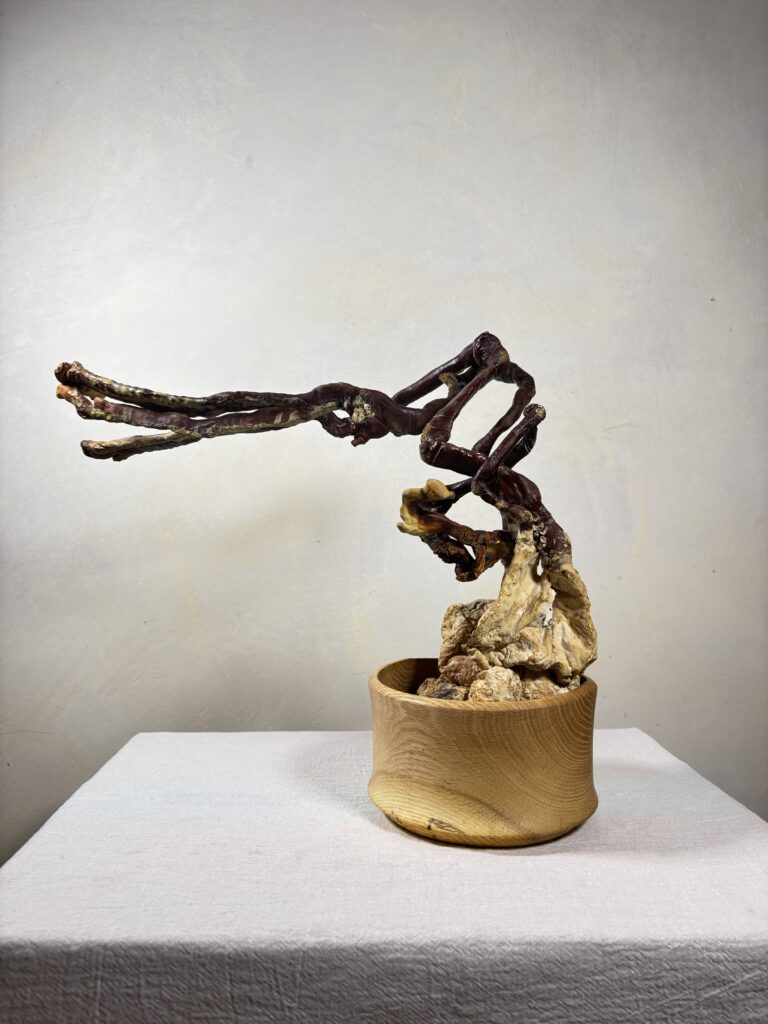 Reishi Bonsai Bowl #25