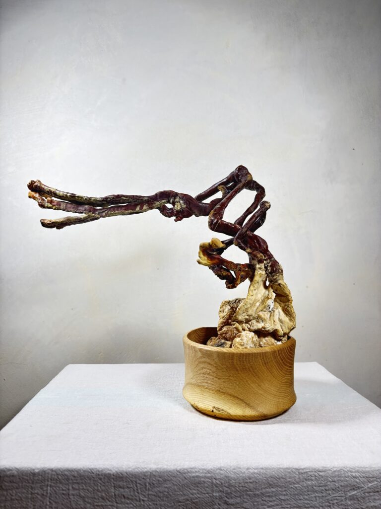 Reishi Bonsai Bowl #25