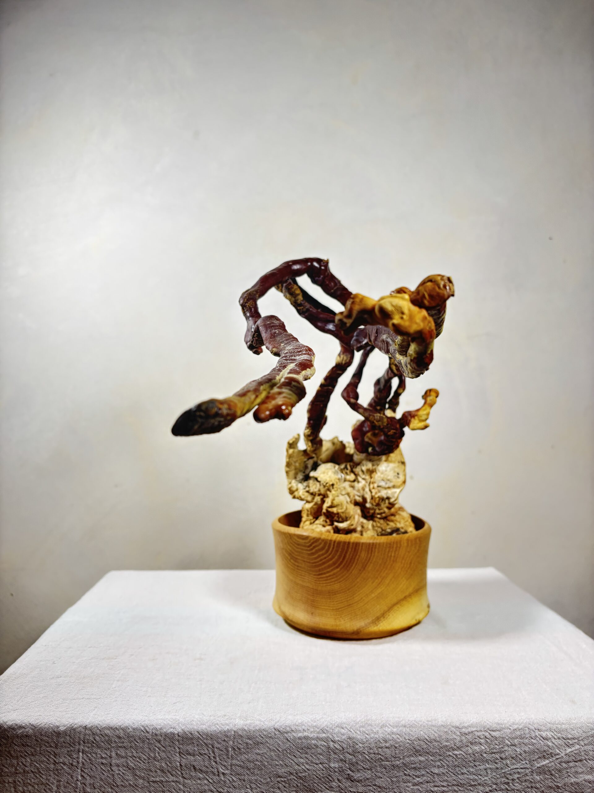 Reishi Bonsai Bowl #25