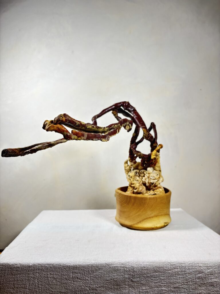 Reishi Bonsai Bowl #25