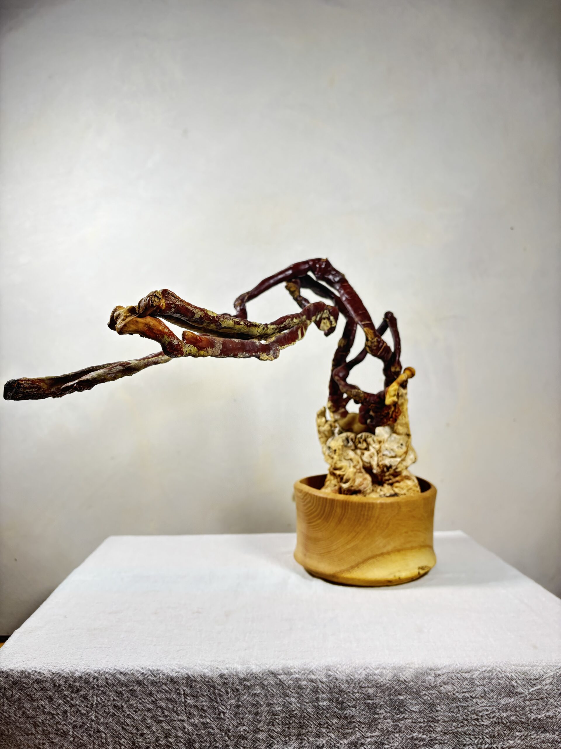 Reishi Bonsai Bowl #25