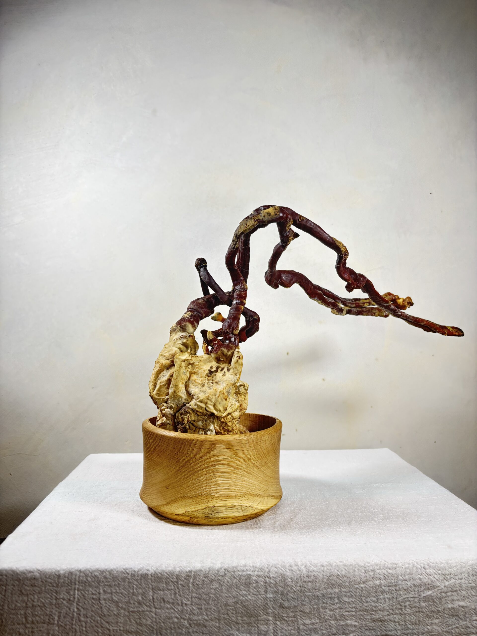 Reishi Bonsai Bowl #25