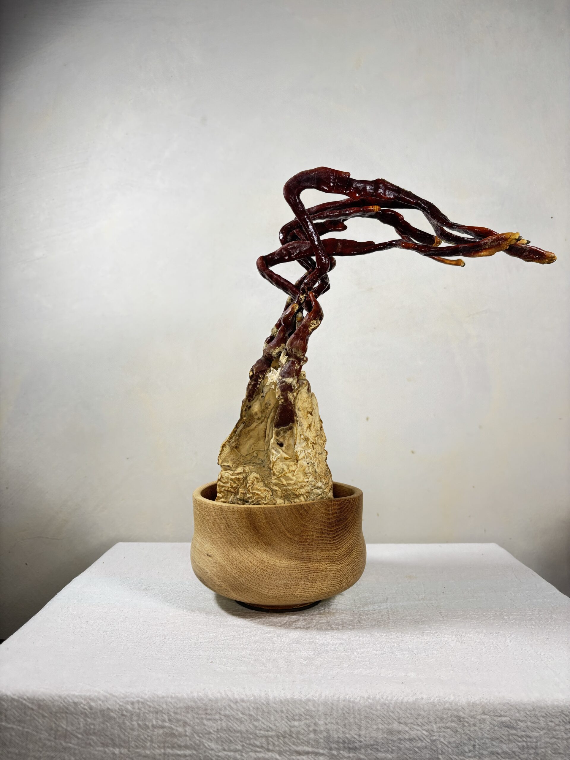 Reishi Bonsai Bowl #27