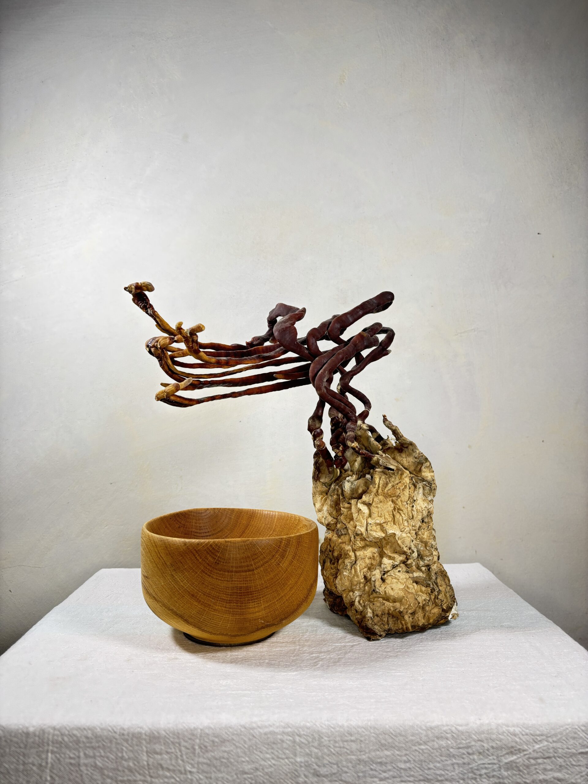 Reishi Bonsai Bowl #29