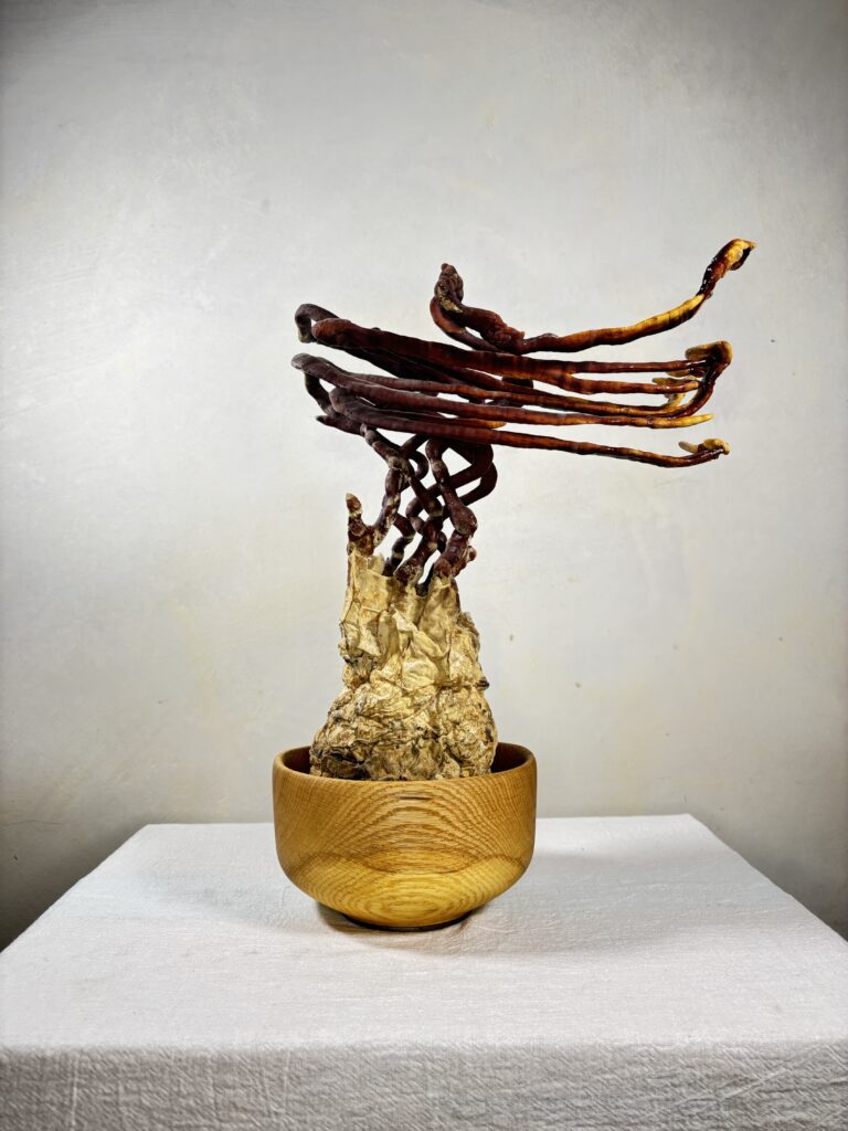 Reishi Bonsai Bowl #29
