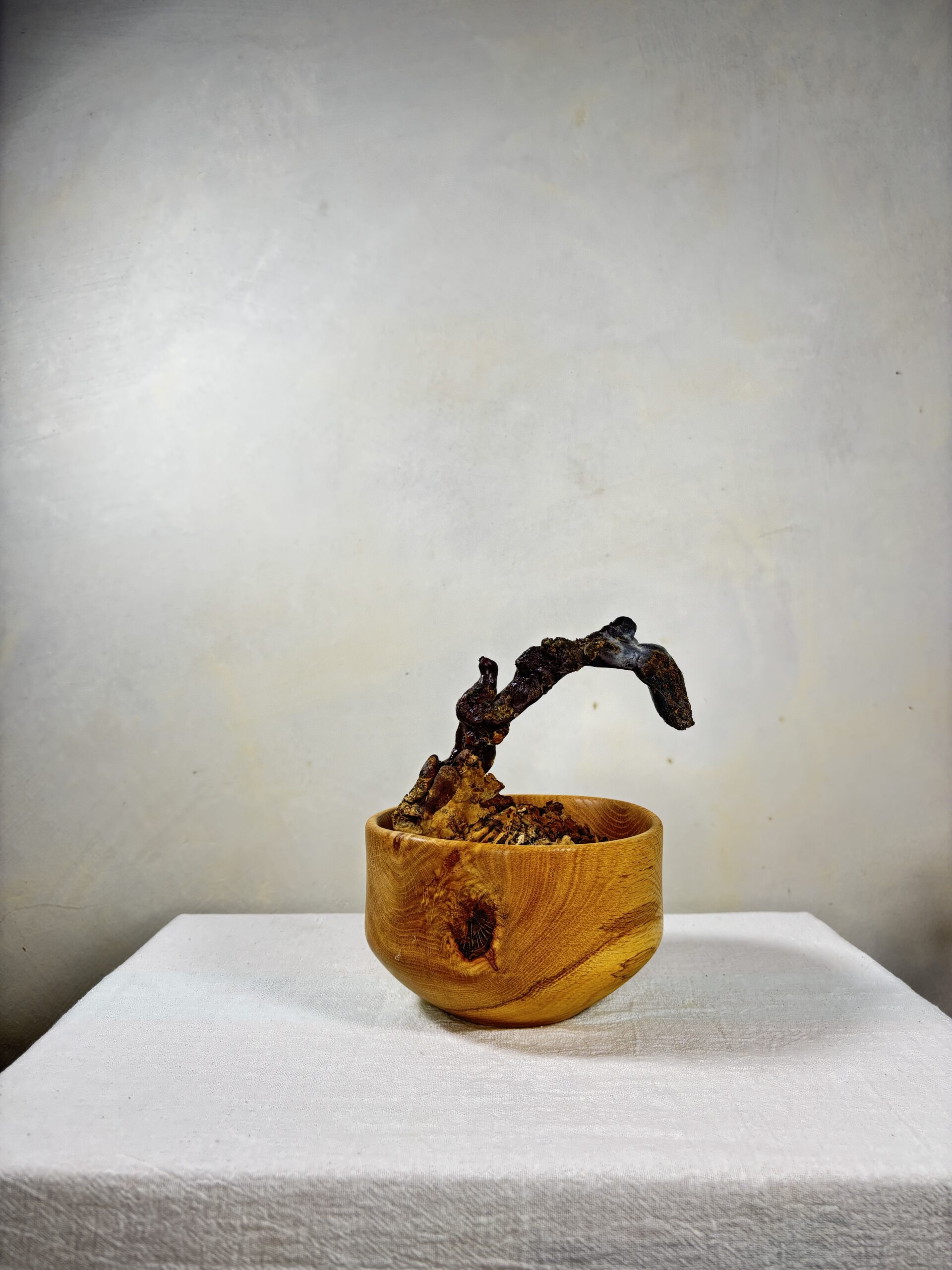 Reishi Bonsai Bowl #31