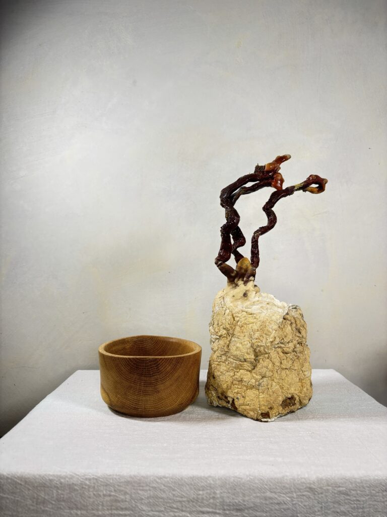 Reishi Bonsai Bowl #33