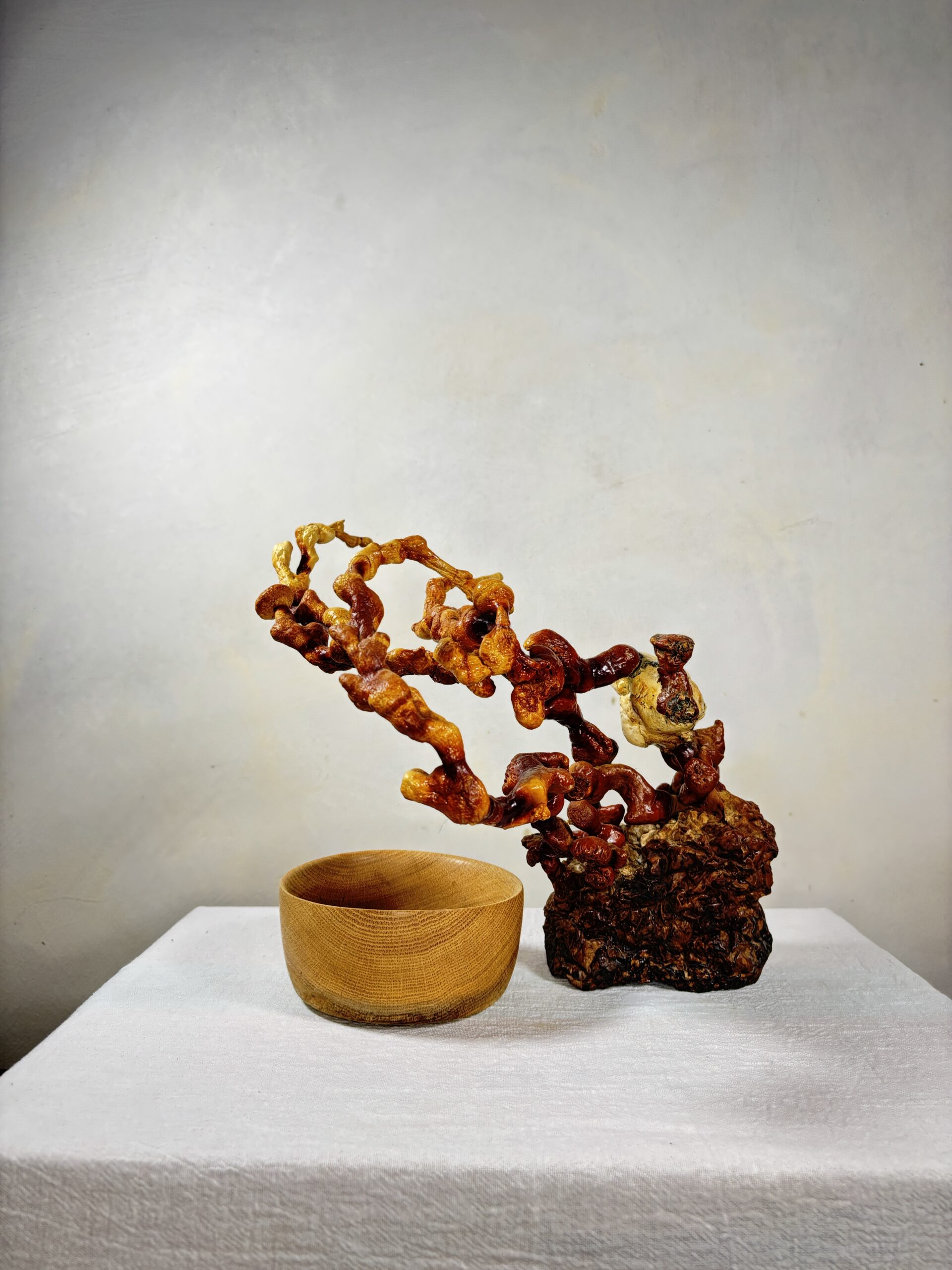 Reishi Bonsai Bowl #6