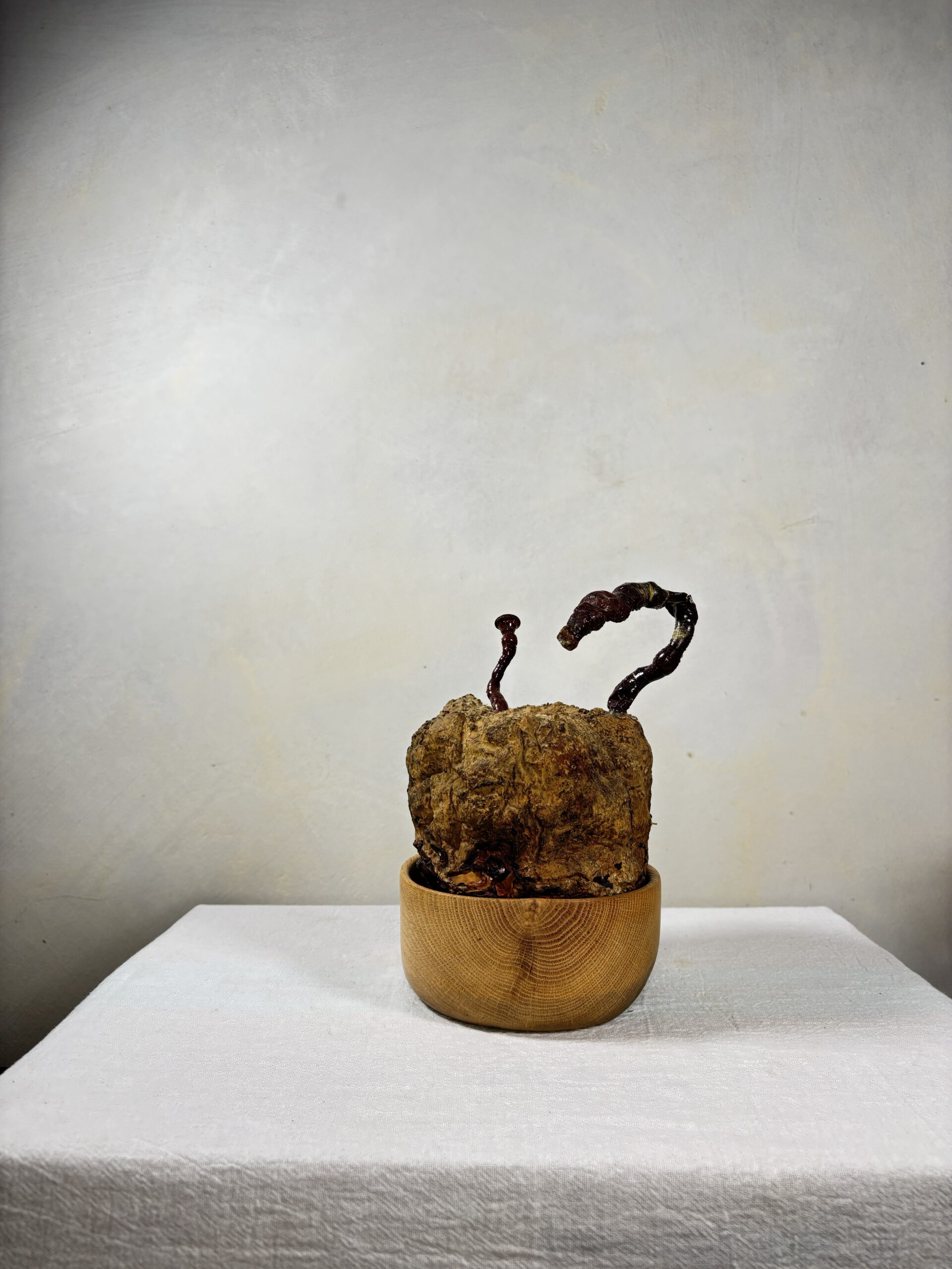 Reishi Bonsai Bowl #8