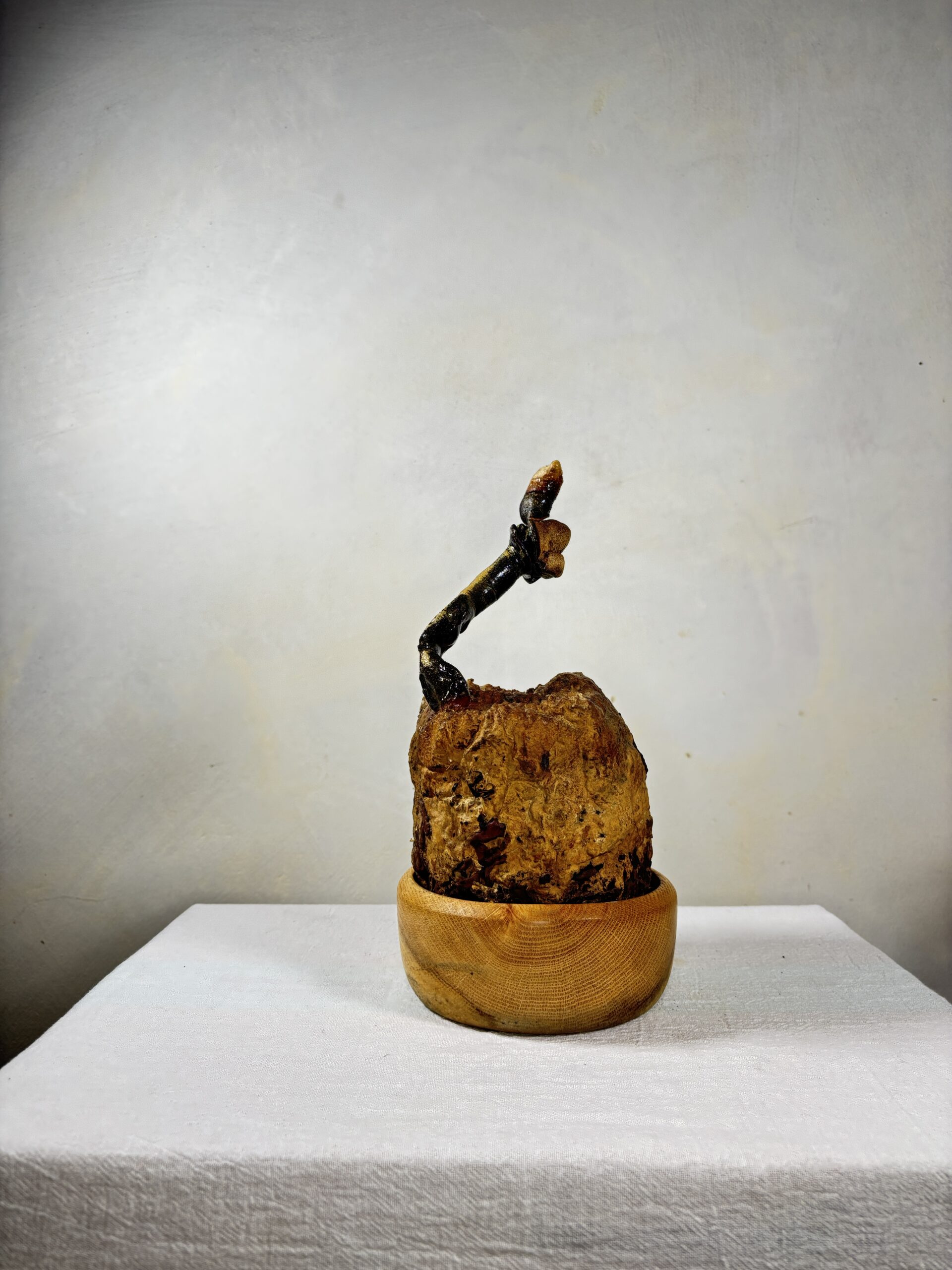 Reishi Bonsai Bowl #09